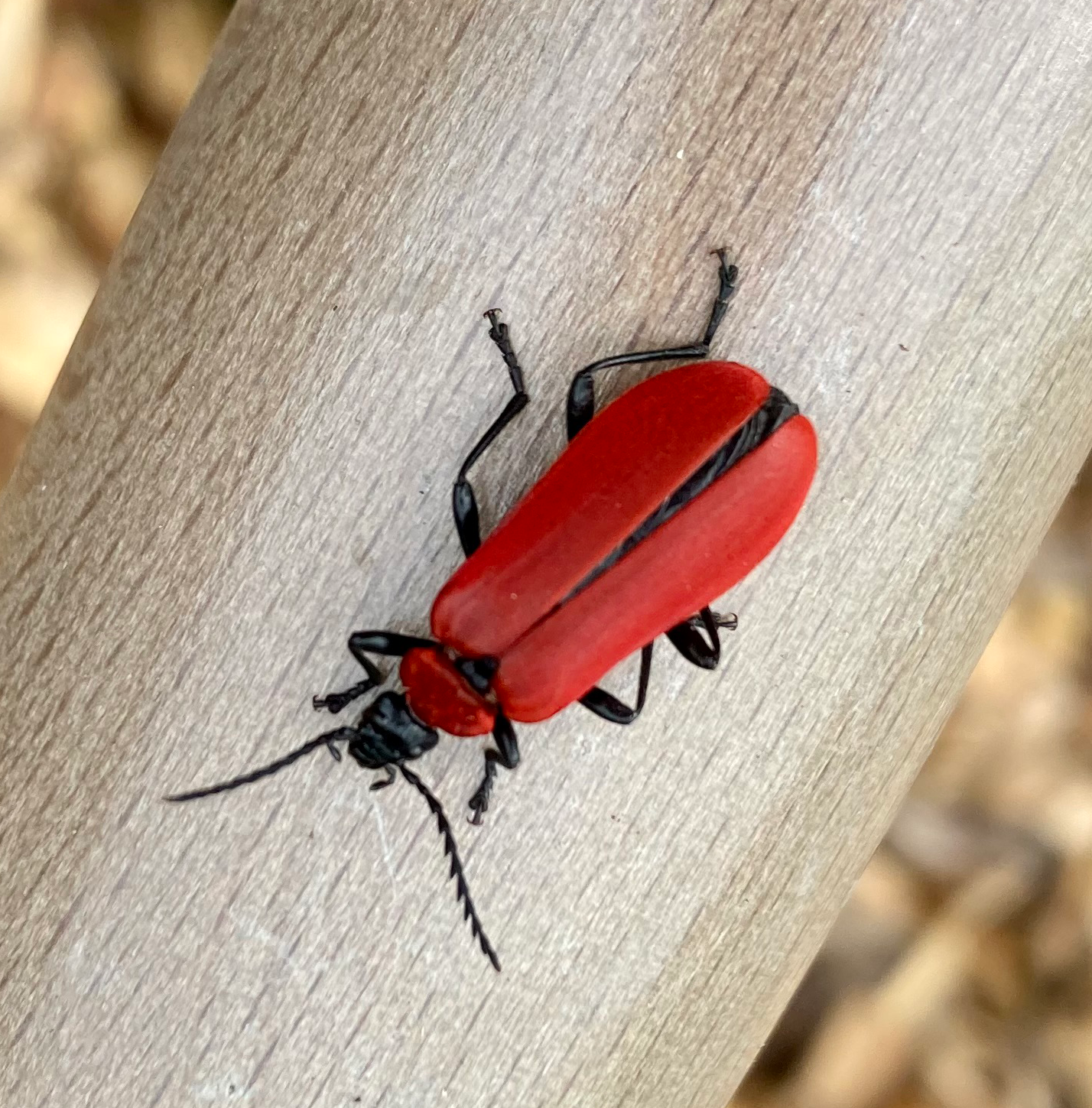 Cardinal beetle