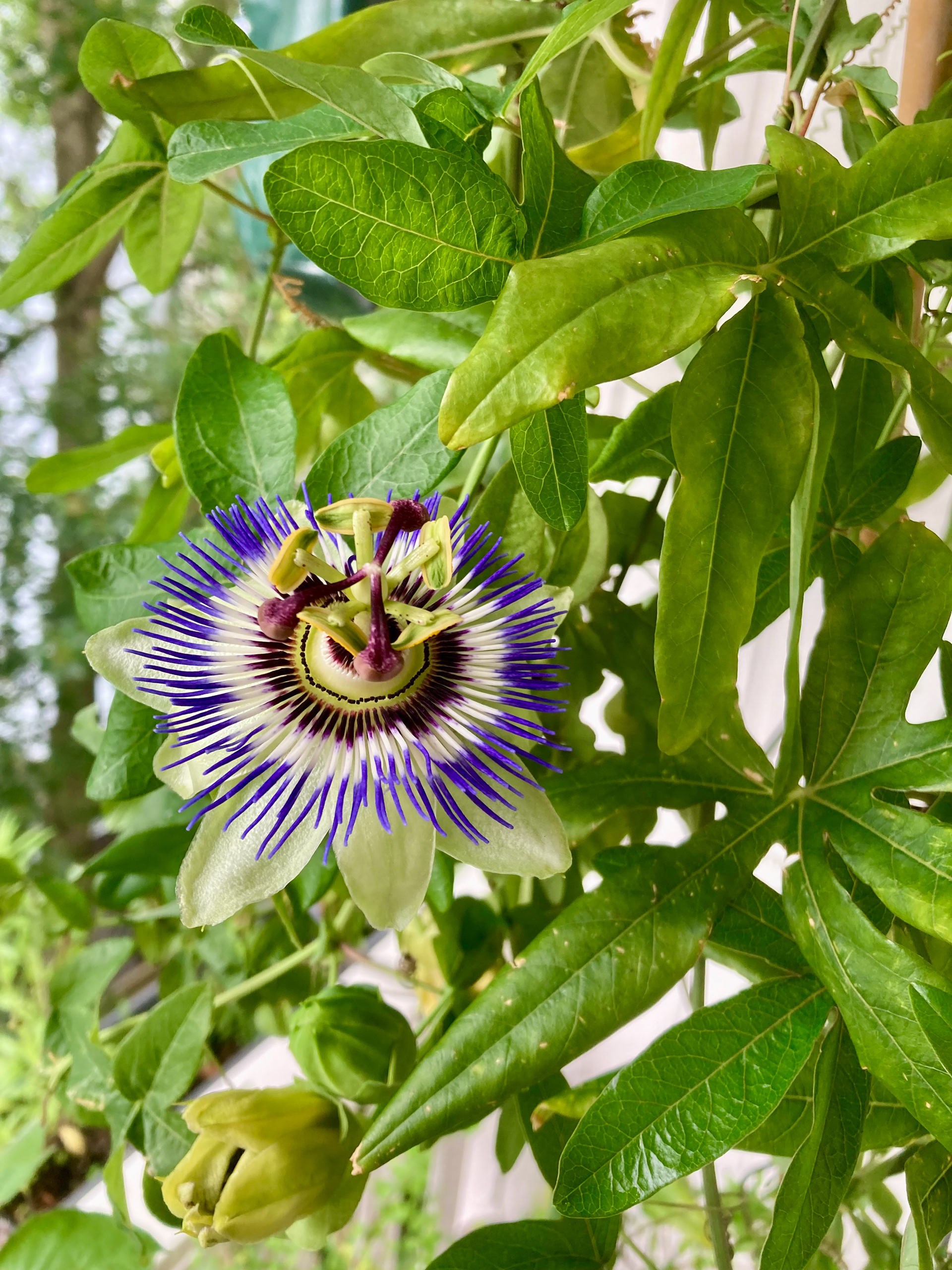 Flowering Passiflora