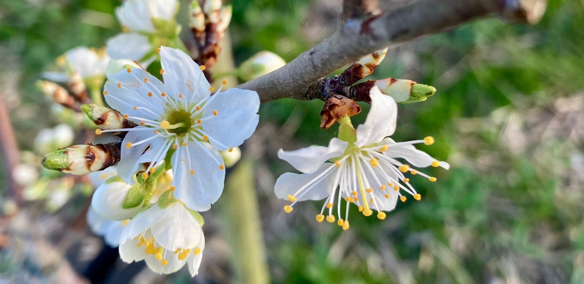 Plum flowers (PRUNUS DOM. 'REINE-CLAUDE D'OULLINS'))