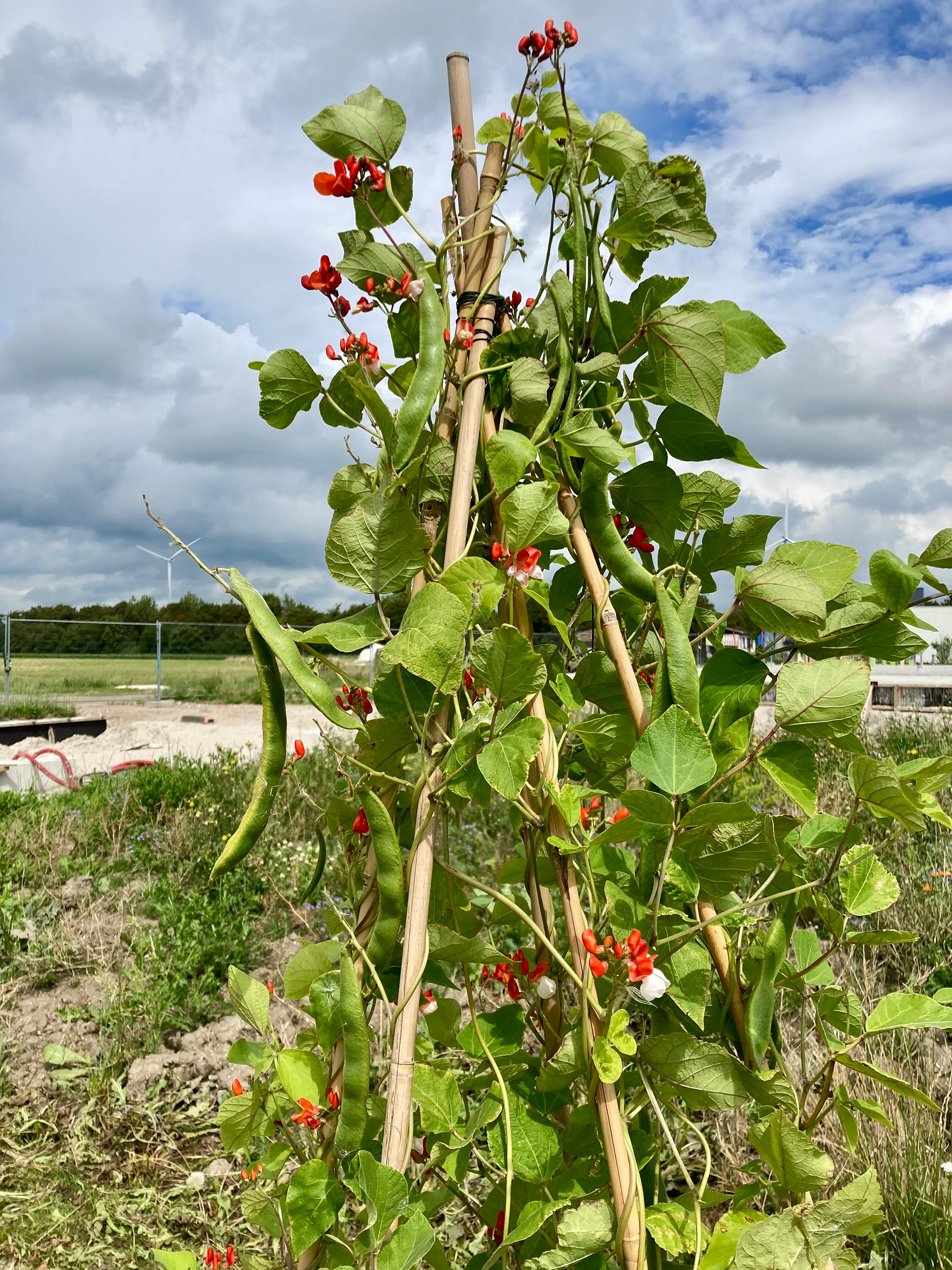 Runner beans