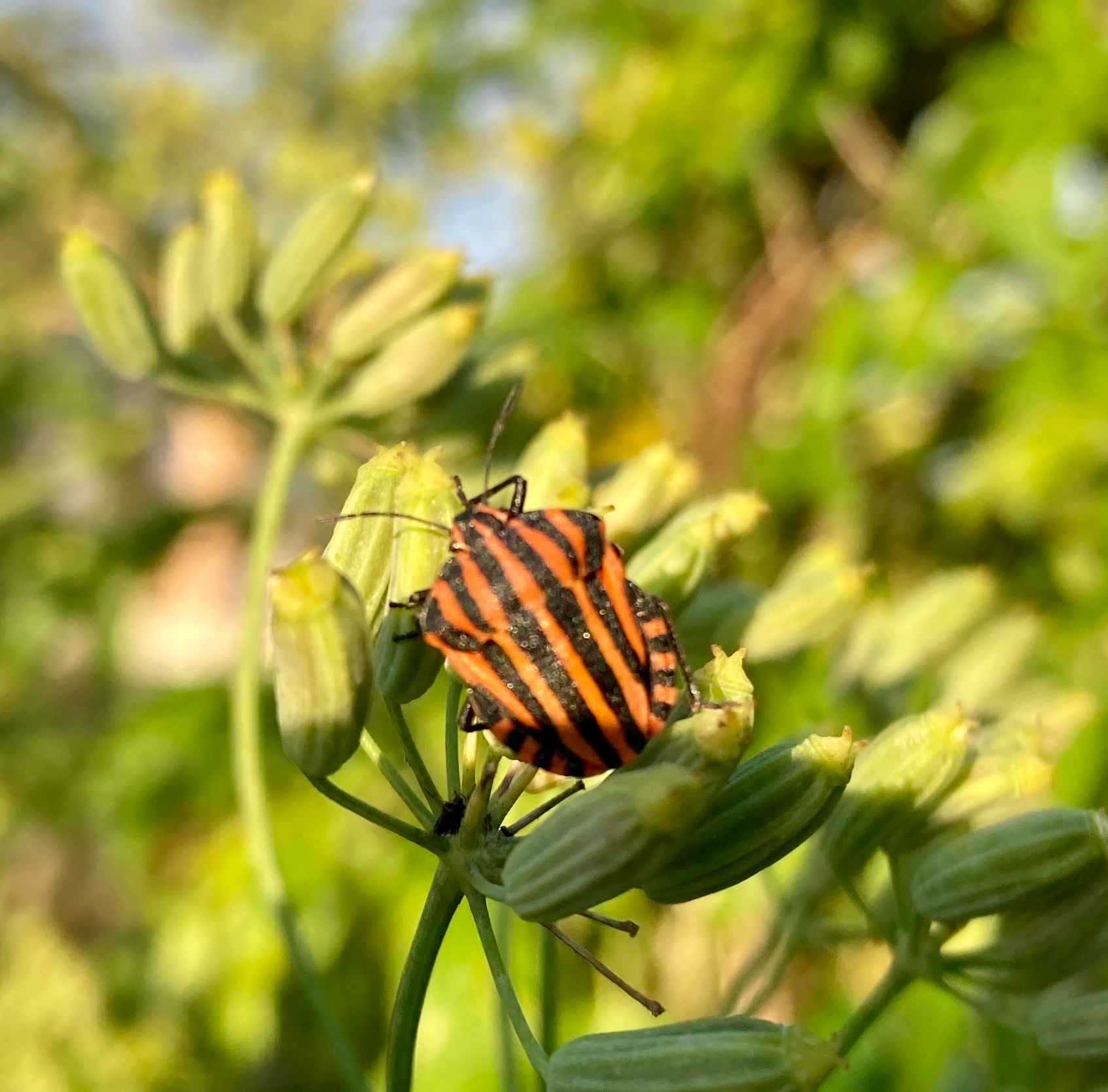 Striped bug (Graphosoma italicum)