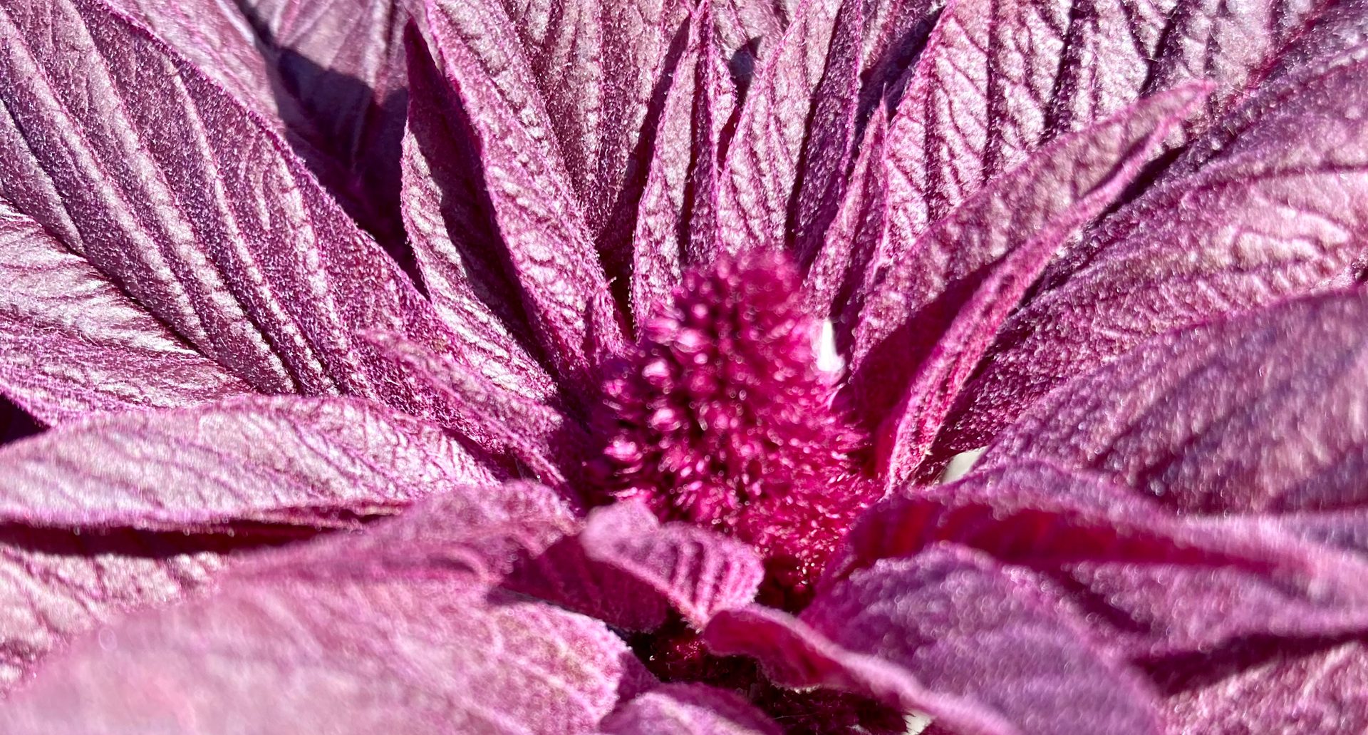The beautiful colour of the Amaranth (Amaranthus tricolor))