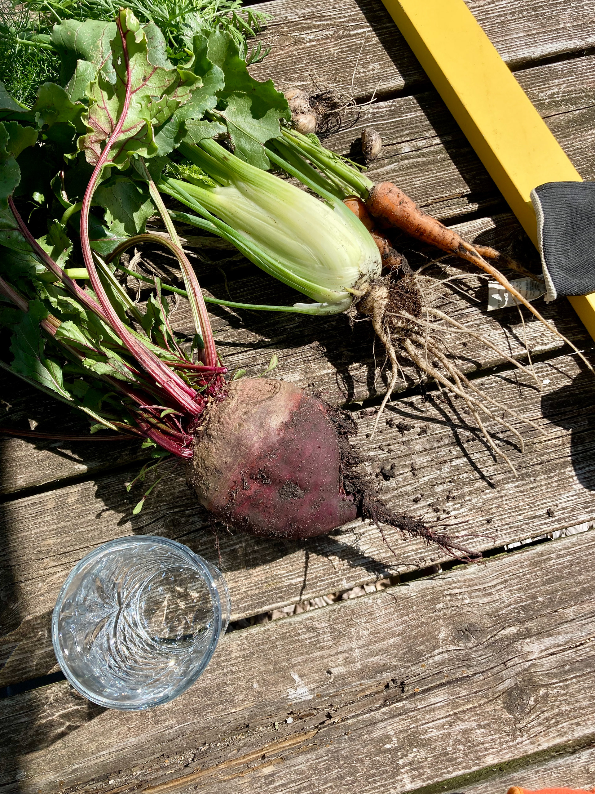 Vegetables freshly harvested