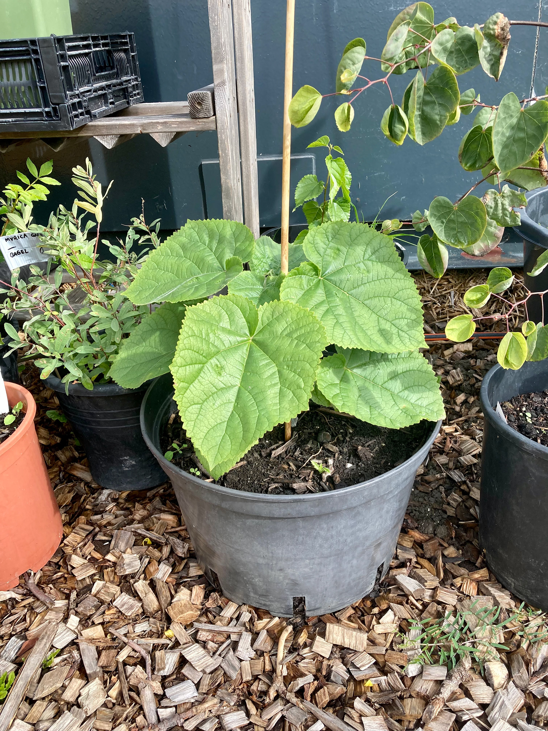 Young Anna Paulownia tree